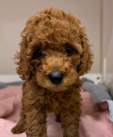 新潟県のトイプードル(トイ) (ペットアミ 小千谷店/2025年4月19日生まれ/女の子/レッド)の子犬の1枚目の画像