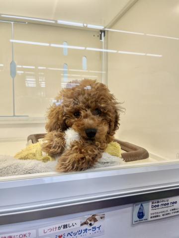 新潟県のトイプードル(トイ) (ペットアミ 小千谷店/2025年4月19日生まれ/女の子/レッド)の子犬の2枚目の画像