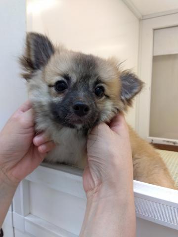 新潟県のMIX (ペットアミ 小千谷店/2025年2月8日生まれ/女の子/オレンジ)の子犬の1枚目の画像