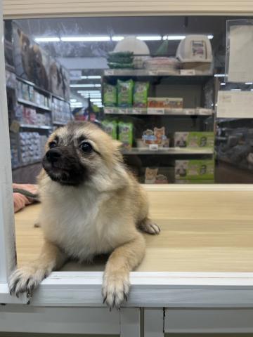 新潟県のMIX (ペットアミ 小千谷店/2025年2月8日生まれ/女の子/オレンジ)の子犬の3枚目の画像