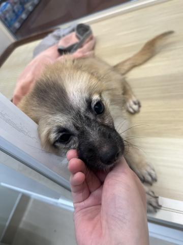 新潟県のMIX (ペットアミ 小千谷店/2025年2月8日生まれ/女の子/オレンジ)の子犬の4枚目の画像