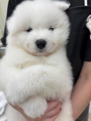 青森県のサモエド (ペットアミ 弘前店/2025年5月6日生まれ/男の子/ホワイト)の子犬の2枚目の画像