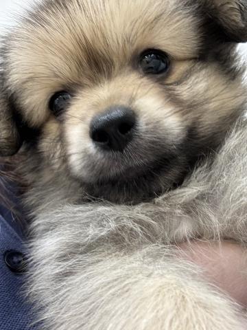 MIX