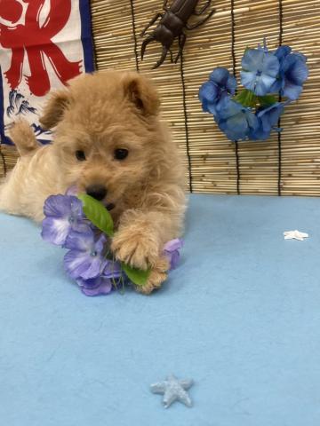 青森県のハーフ犬・ミックス犬 (ペットアミ 弘前店/2025年5月7日生まれ/女の子/アプリコット)の子犬の1枚目の画像