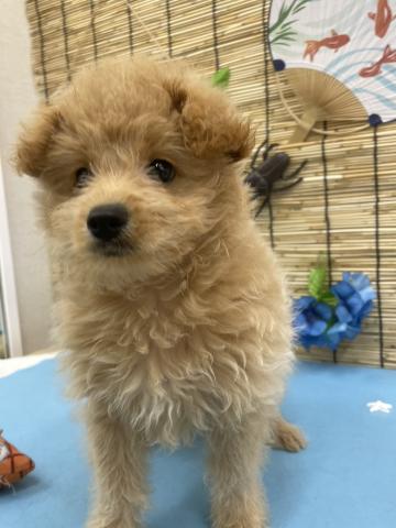 青森県のハーフ犬・ミックス犬 (ペットアミ 弘前店/2025年5月7日生まれ/女の子/アプリコット)の子犬の2枚目の画像