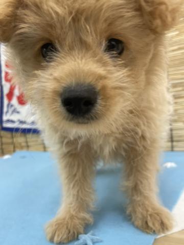 青森県のハーフ犬・ミックス犬 (ペットアミ 弘前店/2025年5月7日生まれ/女の子/アプリコット)の子犬の4枚目の画像