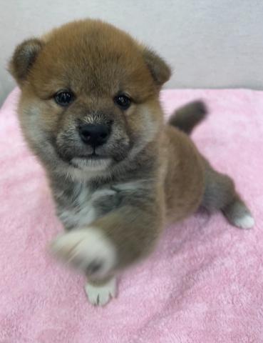 柴犬