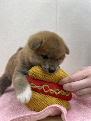 柴犬