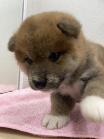 柴犬