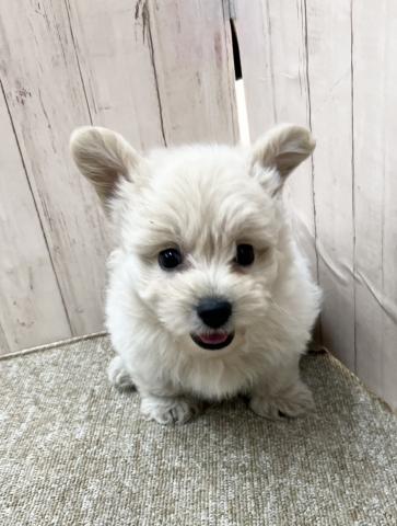 和歌山県のハーフ犬・ミックス犬 (ペットアミ 和歌山インター店/2025年5月7日生まれ/男の子/クリーム)の子犬の1枚目の画像
