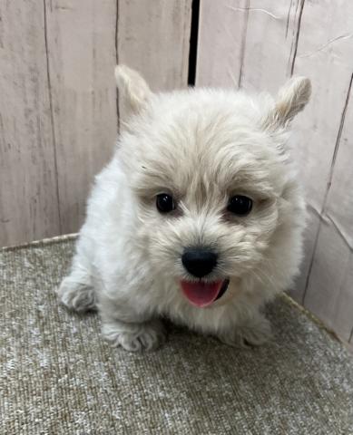 和歌山県のハーフ犬・ミックス犬 (ペットアミ 和歌山インター店/2025年5月7日生まれ/男の子/クリーム)の子犬の2枚目の画像