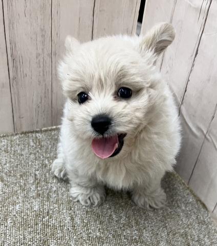 和歌山県のハーフ犬・ミックス犬 (ペットアミ 和歌山インター店/2025年5月7日生まれ/男の子/クリーム)の子犬の3枚目の画像