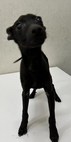 和歌山県のハーフ犬・ミックス犬 (ペットアミ 和歌山インター店/2025年1月9日生まれ/男の子/ブラック)の子犬の1枚目の画像