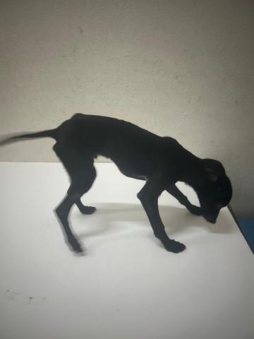 和歌山県のハーフ犬・ミックス犬 (ペットアミ 和歌山インター店/2025年1月9日生まれ/男の子/ブラック)の子犬の2枚目の画像
