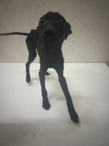 和歌山県のハーフ犬・ミックス犬 (ペットアミ 和歌山インター店/2025年1月9日生まれ/男の子/ブラック)の子犬の3枚目の画像