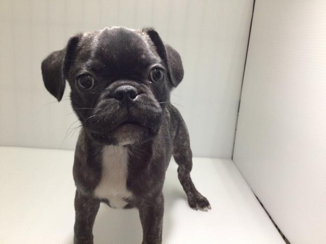 岩手県のハーフ犬・ミックス犬 (ペットアミ 北上店/2025年3月19日生まれ/男の子/その他(ブリンドル系))の子犬の1枚目の画像