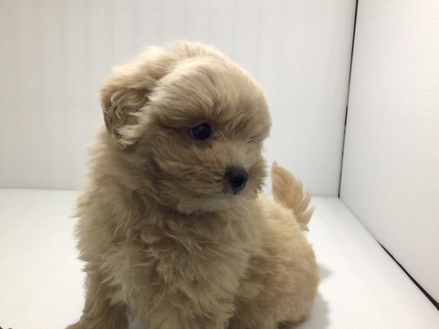 岩手県のハーフ犬・ミックス犬 (ペットアミ 北上店/2025年3月28日生まれ/男の子/アプリコット)の子犬の2枚目の画像