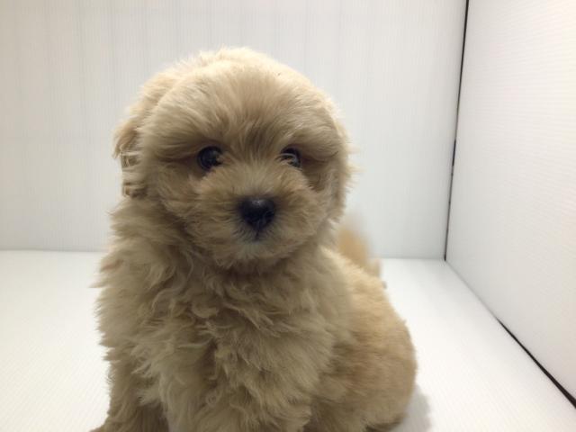 岩手県のハーフ犬・ミックス犬 (ペットアミ 北上店/2025年3月28日生まれ/男の子/アプリコット)の子犬の3枚目の画像
