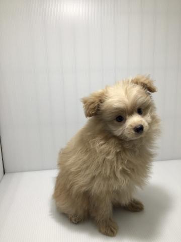 岩手県のハーフ犬・ミックス犬 (ペットアミ 北上店/2025年2月23日生まれ/男の子/アプリコット)の子犬の1枚目の画像