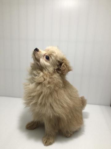 岩手県のハーフ犬・ミックス犬 (ペットアミ 北上店/2025年2月23日生まれ/男の子/アプリコット)の子犬の2枚目の画像