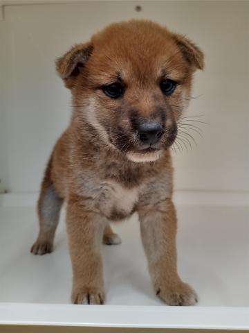 柴犬