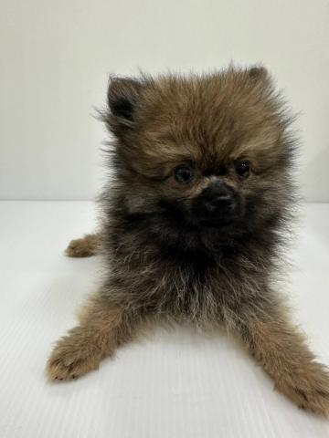 和歌山県のポメラニアン (ペットアミ 岩出店/2025年3月26日生まれ/男の子/オレンジ)の子犬の2枚目の画像