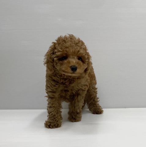 和歌山県のトイプードル(トイ) (ペットアミ 岩出店/2025年3月28日生まれ/男の子/レッド)の子犬の1枚目の画像