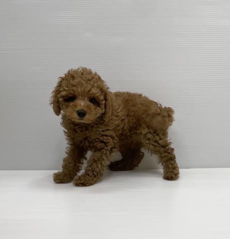 和歌山県のトイプードル(トイ) (ペットアミ 岩出店/2025年3月28日生まれ/男の子/レッド)の子犬の2枚目の画像