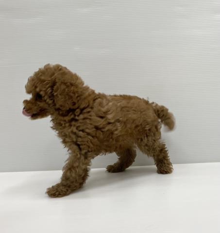 和歌山県のトイプードル(トイ) (ペットアミ 岩出店/2025年3月28日生まれ/男の子/レッド)の子犬の3枚目の画像