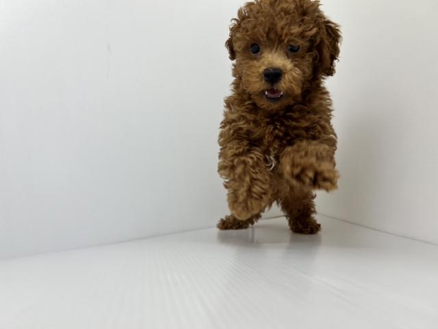 千葉県のトイプードル(トイ) (ペットアミ 館山店/2025年4月25日生まれ/男の子/レッド)の子犬の2枚目の画像