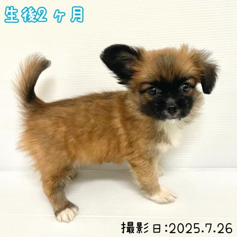 秋田県のハーフ犬・ミックス犬 (ペットアミ 大曲店/2025年5月22日生まれ/男の子/レッドホワイト)の子犬の2枚目の画像