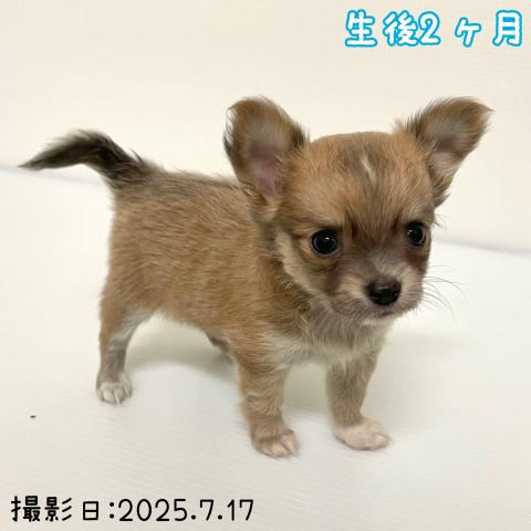 秋田県のチワワ(ロング) (ペットアミ 大曲店/2025年5月17日生まれ/男の子/フォーンホワイト)の子犬の2枚目の画像