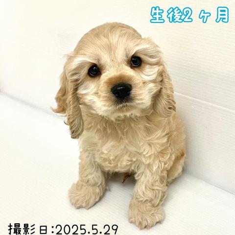 秋田県のアメリカンコッカースパニエル (ペットアミ 大曲店/2025年3月28日生まれ/男の子/バフ)の子犬の2枚目の画像