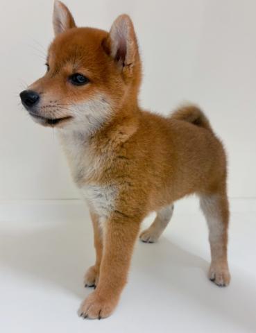 柴犬