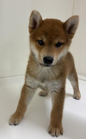 柴犬