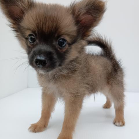 MIX子犬
