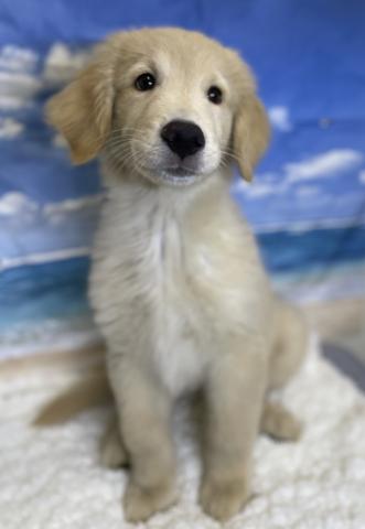 新潟県のゴールデンレトリバー (ペットアミ 十日町店/2025年5月22日生まれ/男の子/ゴールデン)の子犬の1枚目の画像