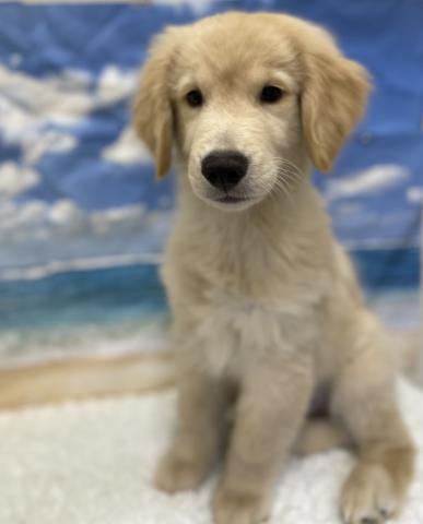 新潟県のゴールデンレトリバー (ペットアミ 十日町店/2025年5月22日生まれ/男の子/ゴールデン)の子犬の2枚目の画像