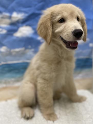 新潟県のゴールデンレトリバー (ペットアミ 十日町店/2025年5月22日生まれ/男の子/ゴールデン)の子犬の3枚目の画像