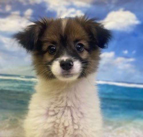 新潟県のパピヨン (ペットアミ 十日町店/2025年5月24日生まれ/男の子/ホワイトブラウン)の子犬の1枚目の画像