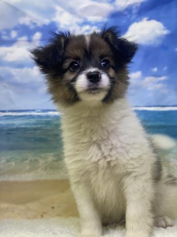 新潟県のパピヨン (ペットアミ 十日町店/2025年5月24日生まれ/男の子/ホワイトブラウン)の子犬の2枚目の画像