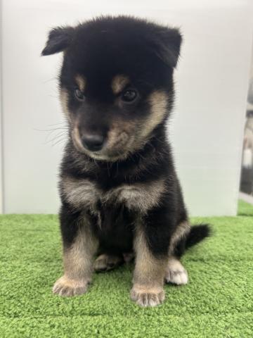 柴犬