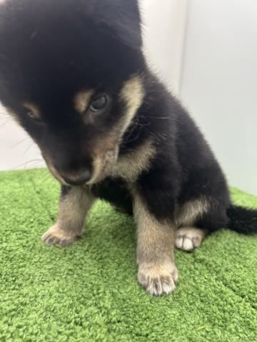 柴犬
