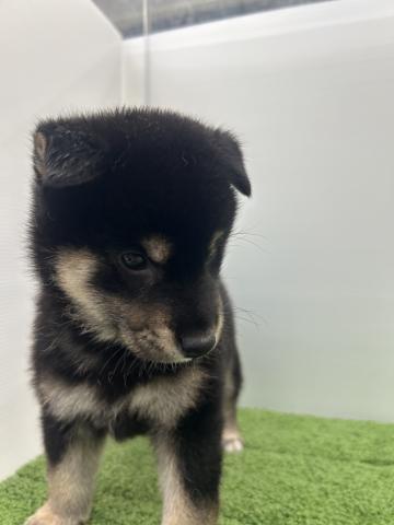 柴犬