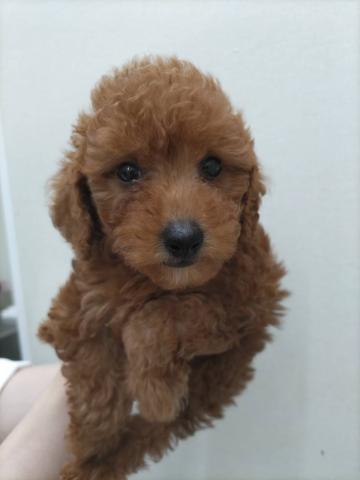 新潟県のトイプードル(トイ) (ペットアミ 小千谷店/2025年6月8日生まれ/男の子/レッド)の子犬