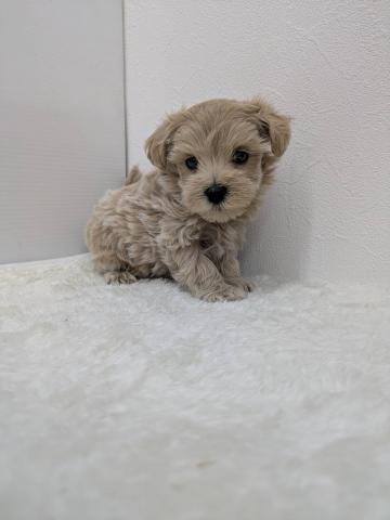 和歌山県のMIX (ペットアミ 那賀店/2025年5月16日生まれ/男の子/クリーム)の子犬の1枚目の画像