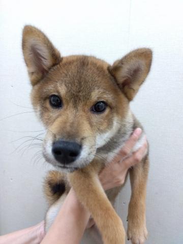 柴犬