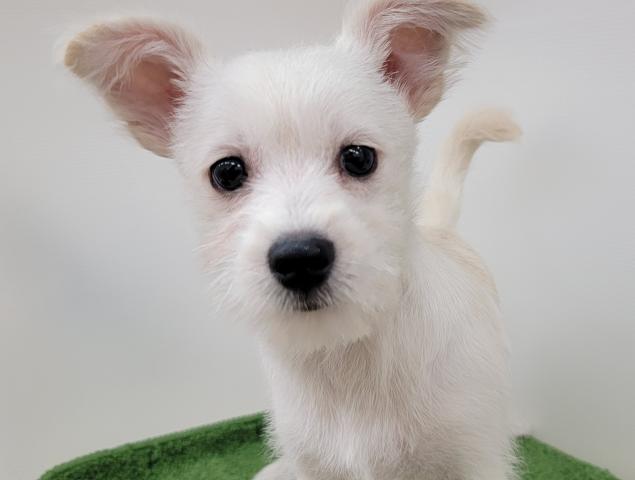 秋田県のハーフ犬・ミックス犬 (ペットアミ 本荘インター店/2025年4月10日生まれ/男の子/クリーム)の子犬の2枚目の画像