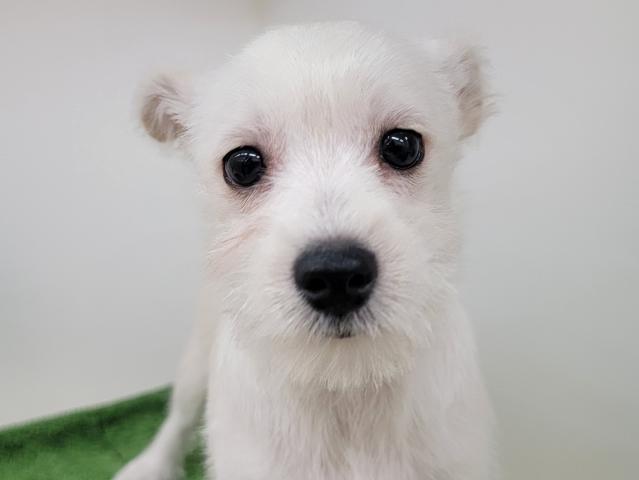 秋田県のハーフ犬・ミックス犬 (ペットアミ 本荘インター店/2025年4月10日生まれ/男の子/クリーム)の子犬の3枚目の画像