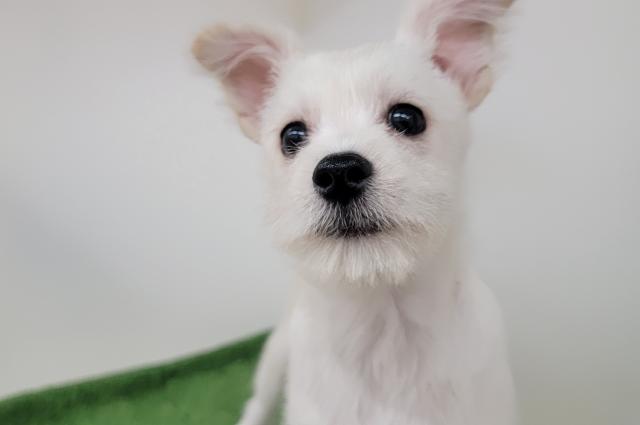 秋田県のハーフ犬・ミックス犬 (ペットアミ 本荘インター店/2025年4月10日生まれ/男の子/クリーム)の子犬の4枚目の画像